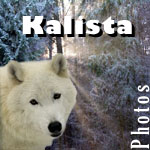 Kalista - Photographies d'animaux en captivit